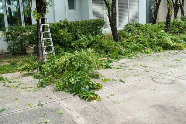 Best Storm Damage Tree Cleanup  in Scandia, MN