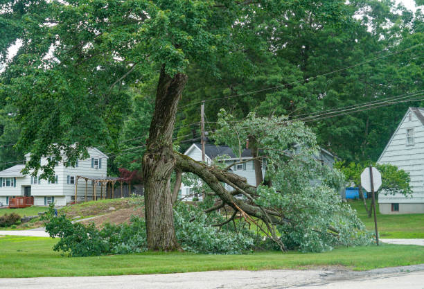  Scandia, MN Tree Services Pros