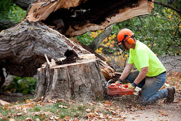 Best Hazardous Tree Removal  in Scandia, MN