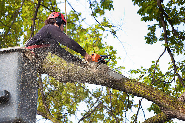 How Our Tree Care Process Works  in  Scandia, MN